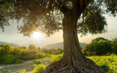 an olive tree taken at sunset in greece